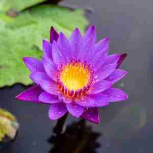 Blue Lotus- Nymphaea caerulea