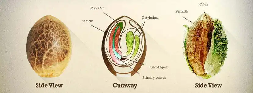 Cannabis seed anatomy showing embryo, seed coat and nutrient store — the structures most vulnerable to water contaminants during germination