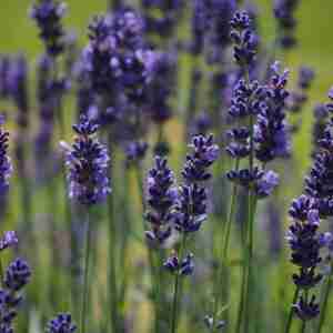 Lavender (Munstead strain)