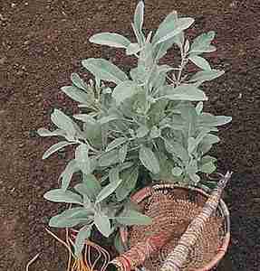 White Sage Seeds