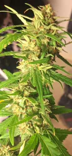 Psychedelic (LSD) Feminized Seeds photo review
