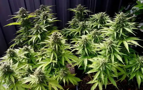 auto northern lights plants at 8 weeks