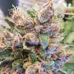Auto Purple Kush Feminized Seeds photo review