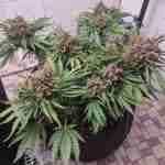 Auto Purple Kush Feminized Seeds photo review