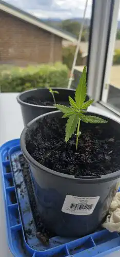 Gorilla Glue Feminized Seeds photo review