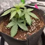 Auto Gorilla Glue Feminized Seeds photo review