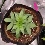 Auto Gorilla Glue Feminized Seeds photo review