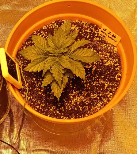 Auto White Widow Feminized Seeds photo review