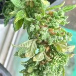 Auto Gorilla Glue Feminized Seeds photo review