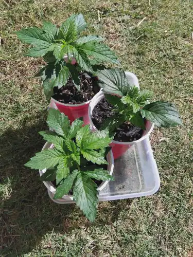 Click to view full screen Auto Northern Lights Feminized Seeds photo review