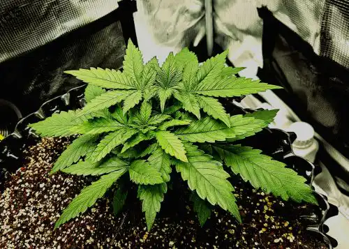 Click to view full screen Amnesia Haze Feminized Seeds photo review
