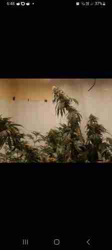 Gorilla Glue Feminized Seeds photo review