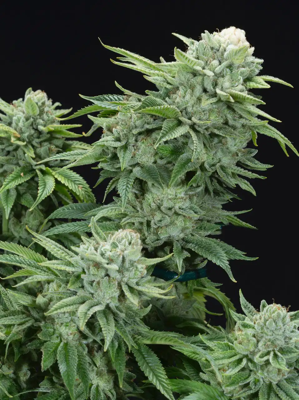 Gorilla Glue auto seeds