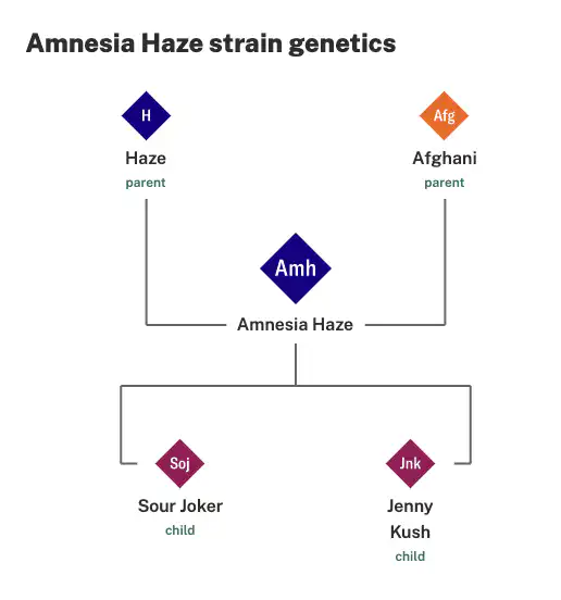 Amnesia Haze auto seeds
