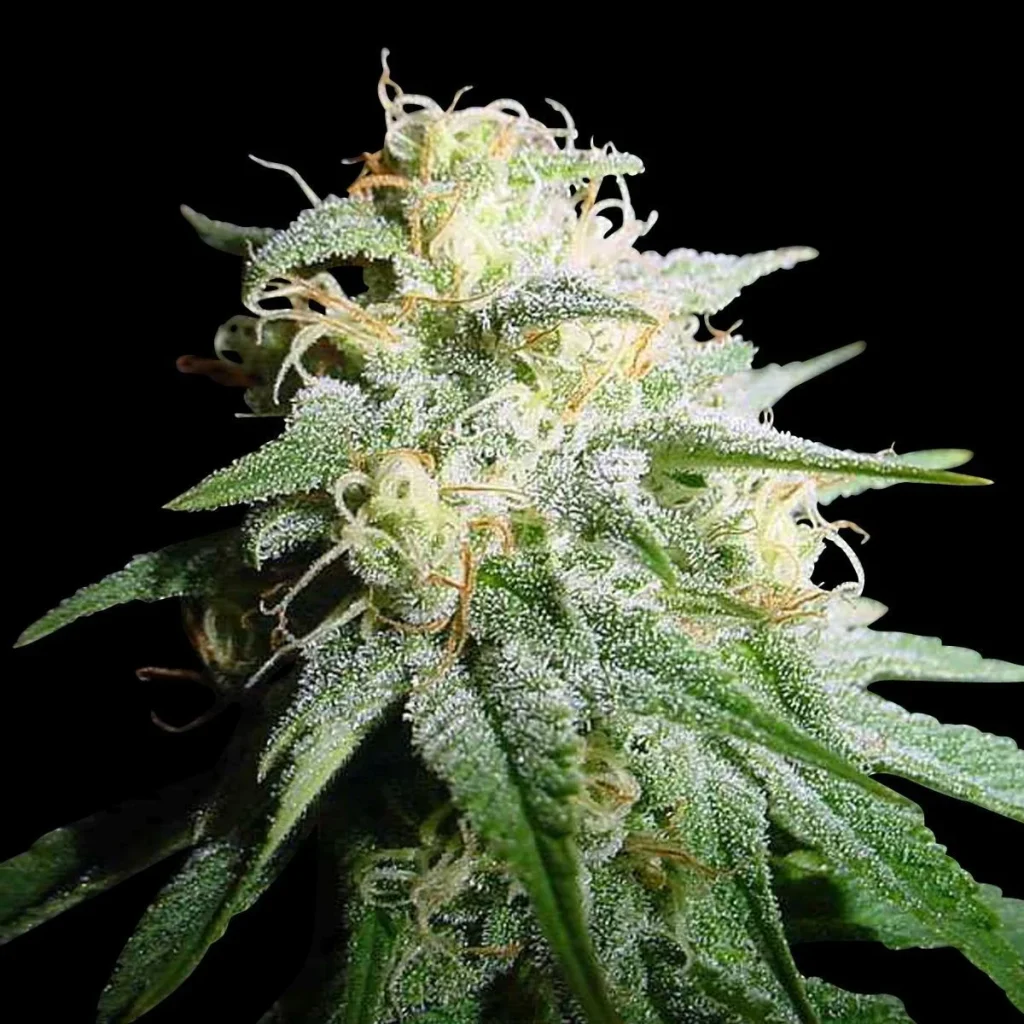 Auto White Widow feminised cannabis bud close-up coated in heavy white trichome frost, grown in Australia