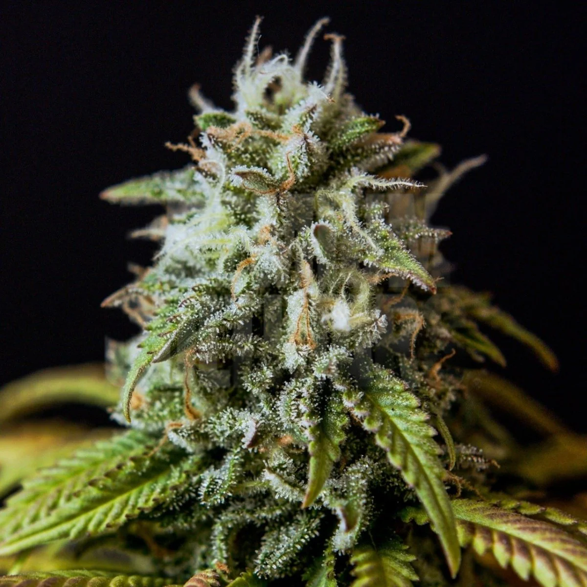 Auto White Widow seeds-closeup trichomes