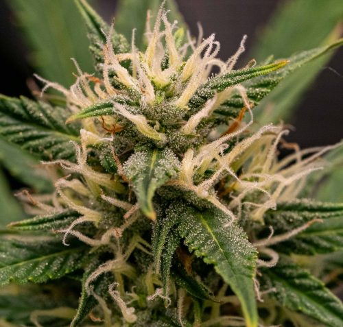 Auto Psychedelic (LSD) Feminized Seeds photo review