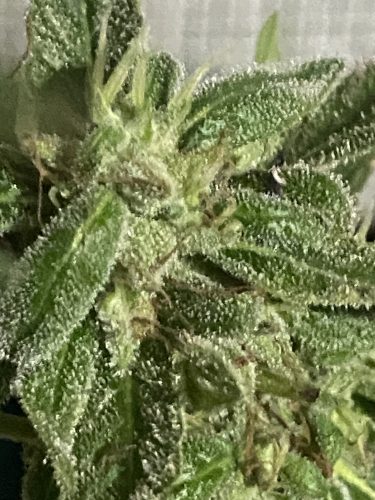 Auto Special Lime Haze Feminized Seeds photo review
