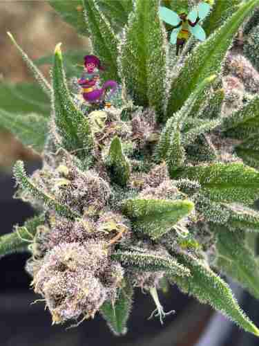 Purple Kush Feminized Seeds photo review