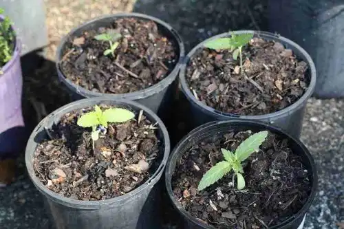 White Widow Feminised Seeds photo review