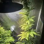Auto Northern Lights Feminized Seeds photo review