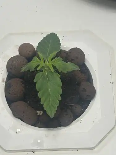 Auto Gorilla Glue Feminized Seeds photo review