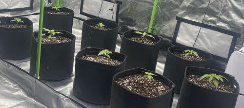 Northern Lights Feminized Seeds photo review