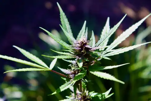 Auto Purple Kush outdoor grow