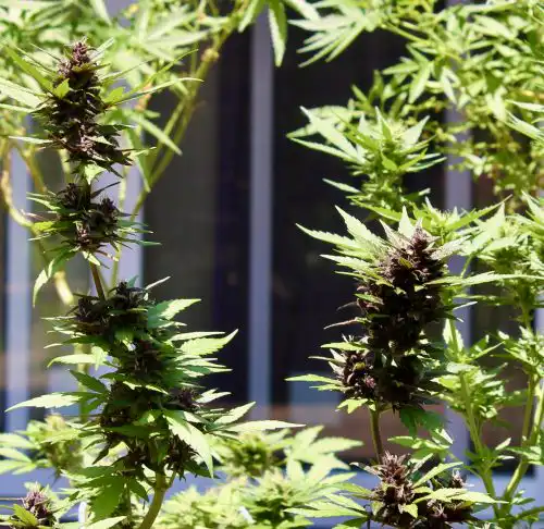 PURPLE KUSH AUTO outdoor grow