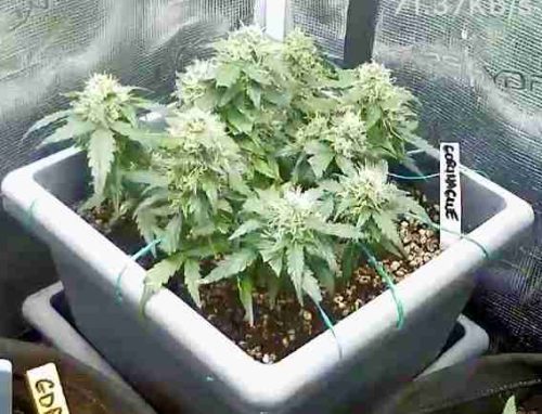 Mystery Mix Pack Auto Seeds