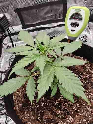 Mystery Mix Pack Auto Seeds