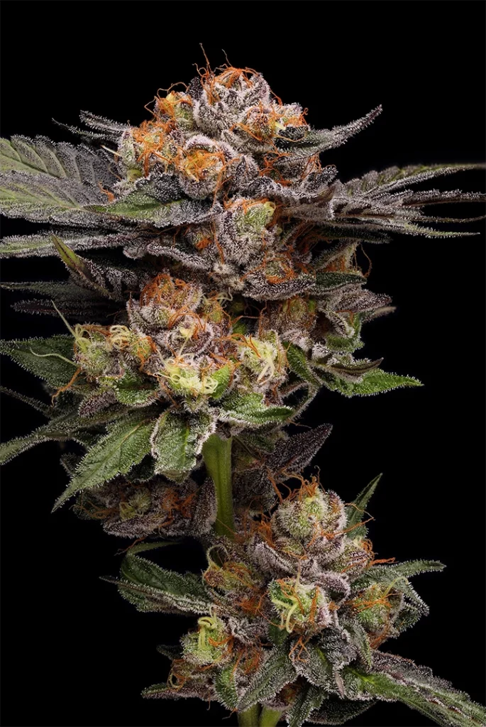 Mature Northern Lights feminised plant ready for harvest showing compact indica structure, dense resinous buds, and orange pistils