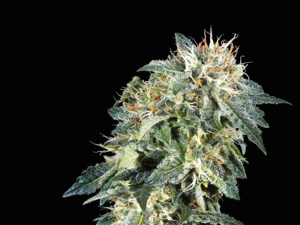 Northern Lights auto seeds