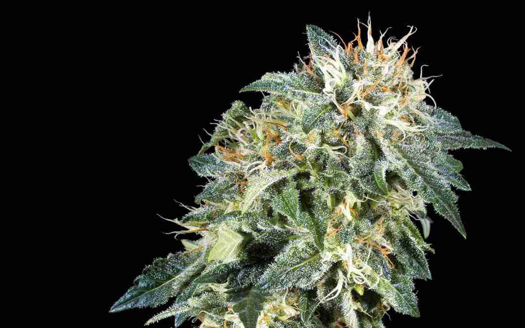 Northern Lights Cannabis Strain: Unveiling its Aroma, Benefits, and Unique History