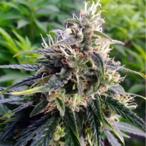 Northern Lights feminised seeds grown in australia, closeup bud