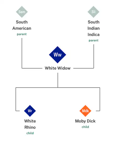 White Widow auto seeds