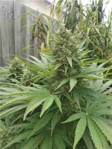 Northern Lights Feminized Seeds photo review
