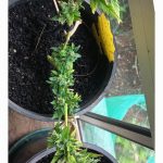 Auto Gorilla Glue Feminized Seeds photo review