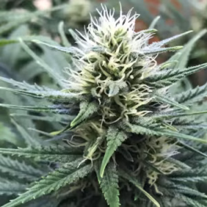 White Widow seeds, closeup grown in australia