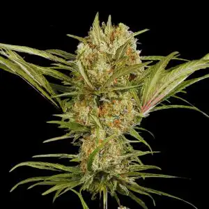 Mature Amnesia Haze feminised strain flowers with heavy resin production and classic haze bud development