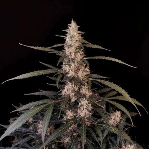 Auto Amnesia Haze cannabis seed product image