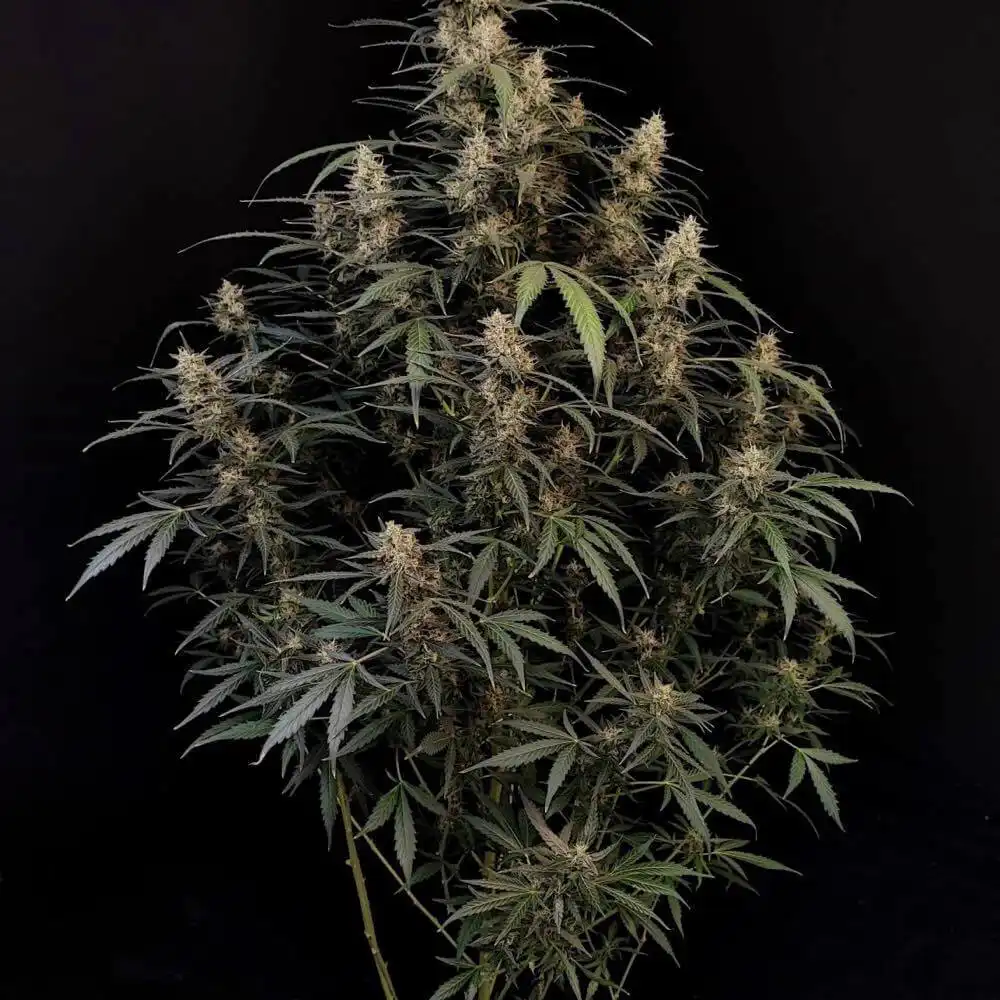 Auto Amnesia Haze feminised buds at harvest with dense trichome coverage