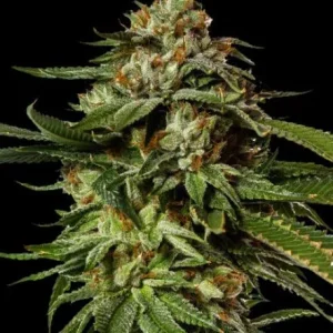 Gorilla Glue Feminized cannabis flower with dense resin-coated buds, vibrant green foliage, and fiery orange pistils photographed against a black studio background to highlight its heavy trichome production and chunky structure