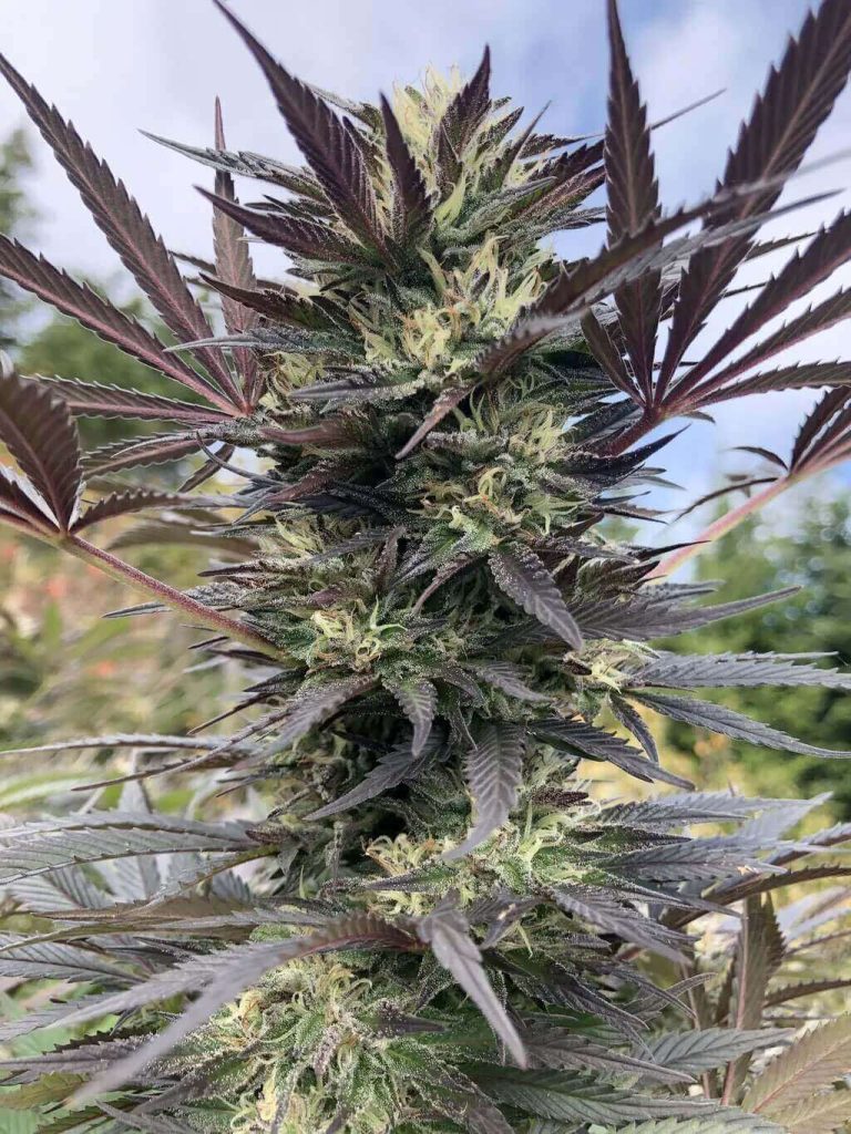 gorilla glue feminised seeds australia classic