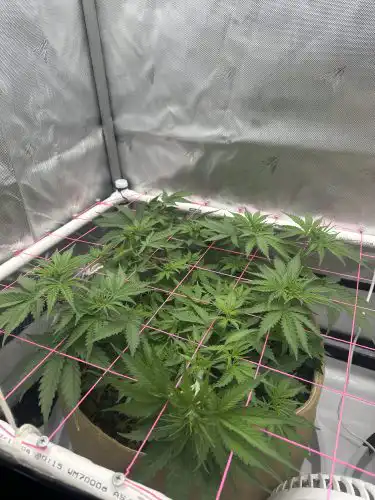 Jack Herer Feminized Seeds photo review
