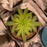 Auto Psychedelic (LSD) Feminized Seeds photo review