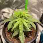 Auto Psychedelic (LSD) Feminized Seeds photo review