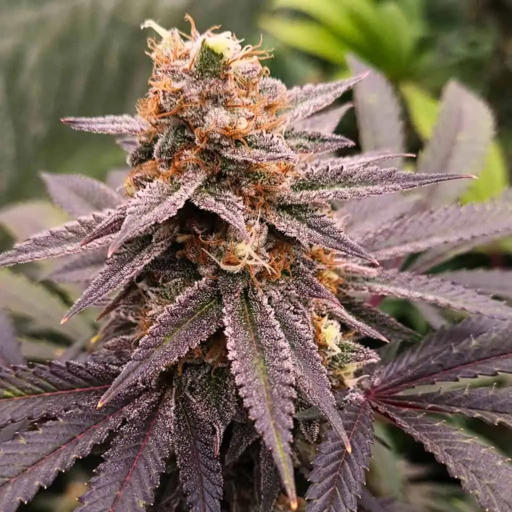 Dark, resin-heavy Purple Kush cola with deep purple foliage and fiery orange pistils, photographed in dramatic low-key lighting to highlight its dense structure and frosted appearance.