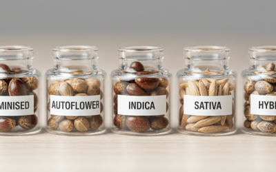 Weed Seeds Australia | Premium Seeds Shipped Locally