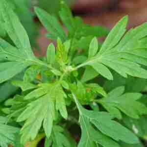 Mugwort